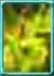 Additionalchancetoenhanceto Poison Magic Circles