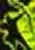 Poison Arrow