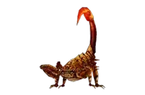 Venomous Chain Scorpion